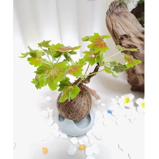 《Kamata🌈》苔球☘️楓葉天竺葵☘️手作苔球植物 居家小品 桌上型苔球 園藝植作 療癒系苔球