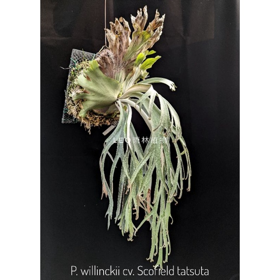 P. willinckii cv. Scofield tatsuta 鹿角蕨| 蝦皮購物