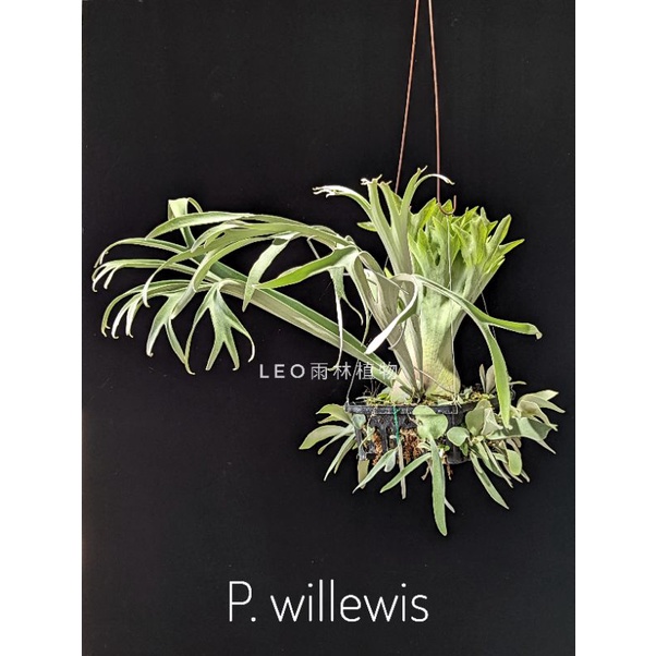 P. willewis 鹿角蕨| 蝦皮購物