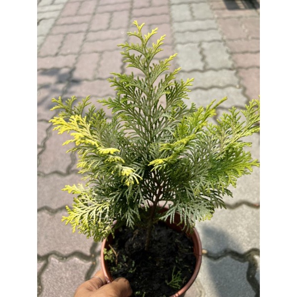 黄金檜木5吋一棵200 | 蝦皮購物 黄金檜木5吋一棵200 | 蝦皮購物