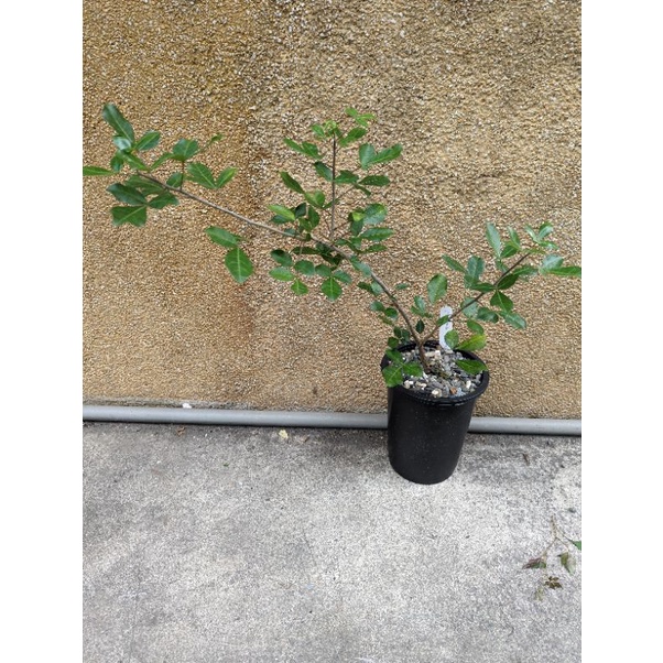 Commiphora Neglecta / 沒藥尼哥扦插穩根 | 蝦皮購物