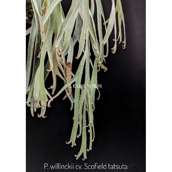 P. willinckii cv. Scofield tatsuta 鹿角蕨| 蝦皮購物