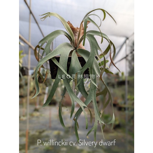 P. willinckii cv. Silvery dwarf (KFL) 鹿角蕨| 蝦皮購物