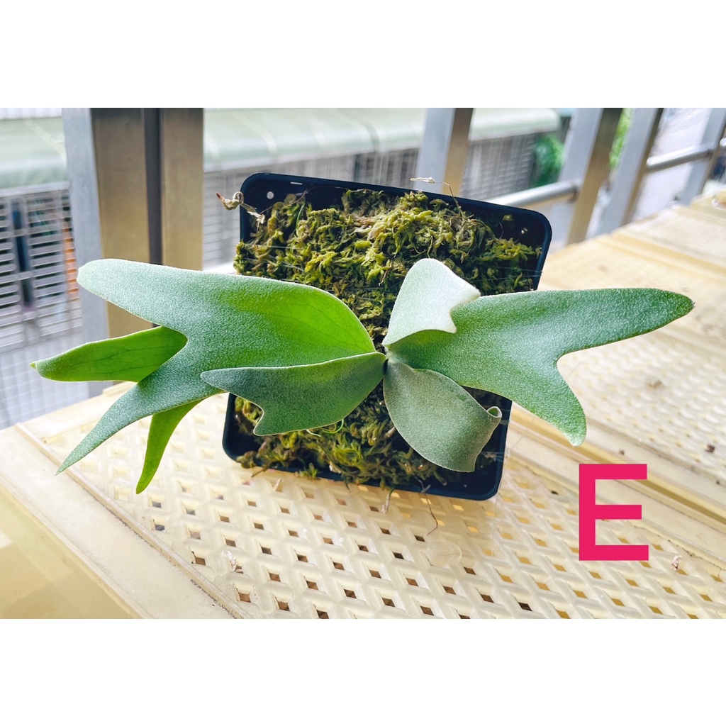 P. willinckii silvery dwarf 子株