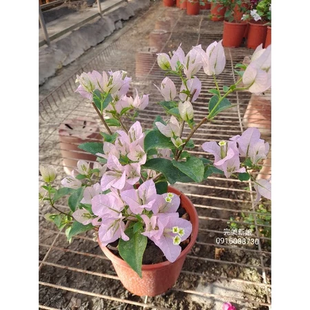 完美新娘 5吋盆