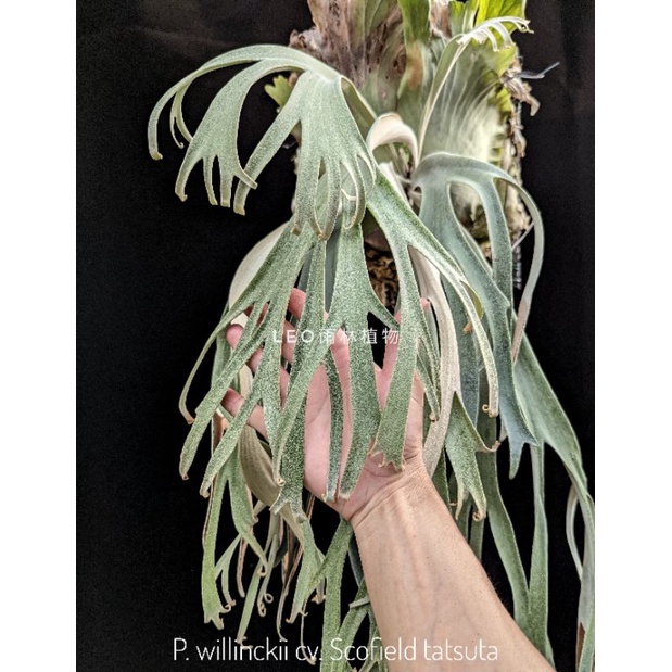 P. willinckii scofield tatsuta 幼苗 43（ビカクシダ苗