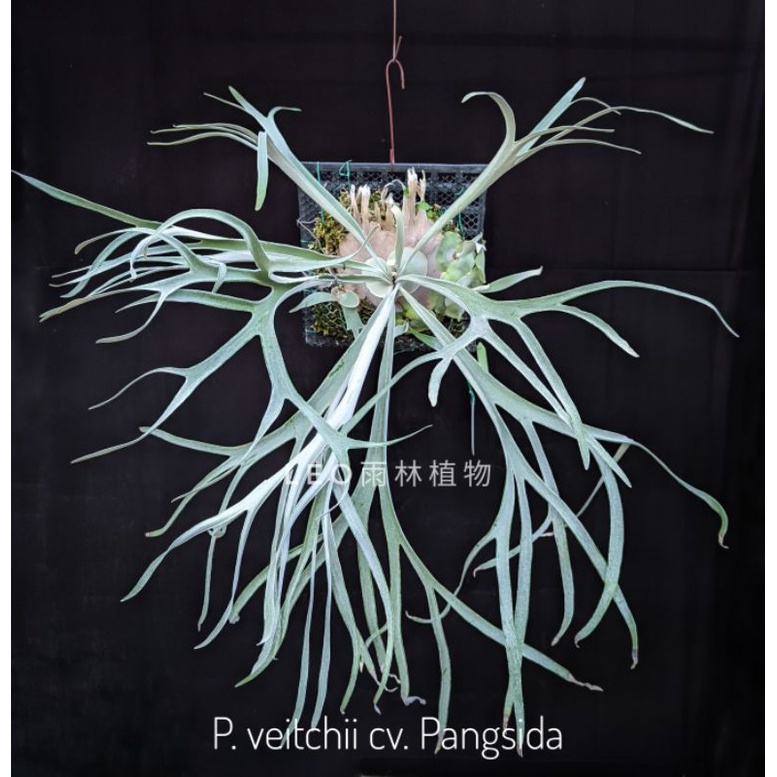 P. veitchii cv. Pangsida 鹿角蕨| 蝦皮購物