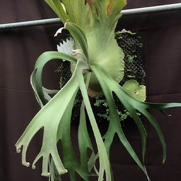 侏儒爪哇塔蘇塔鹿角蕨P.willinckii cv. Dwarf tatsuta 雨林觀葉斑葉小