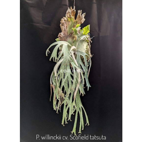 P. willinckii cv. Scofield tatsuta 鹿角蕨| 蝦皮購物