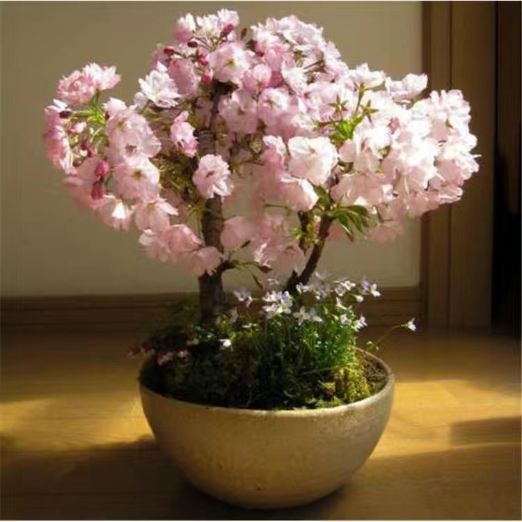 觀賞植栽：給新家添點綠意