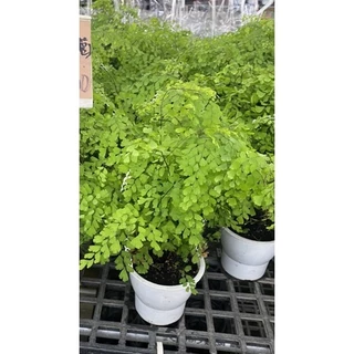 🌳鐵線蕨 5吋/3吋觀葉植物/室內植物/2025/2月清倉 特價活動 2024-12月上市了