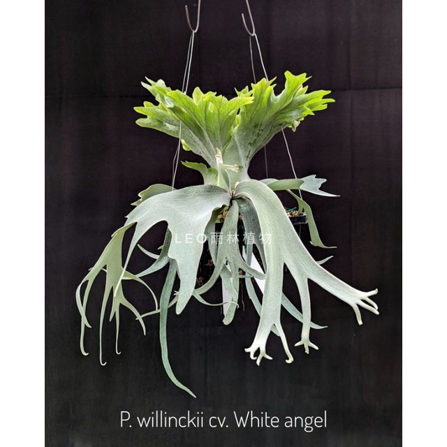 Platycerium willinckii Angel #1 spored P willinckii cv White angel