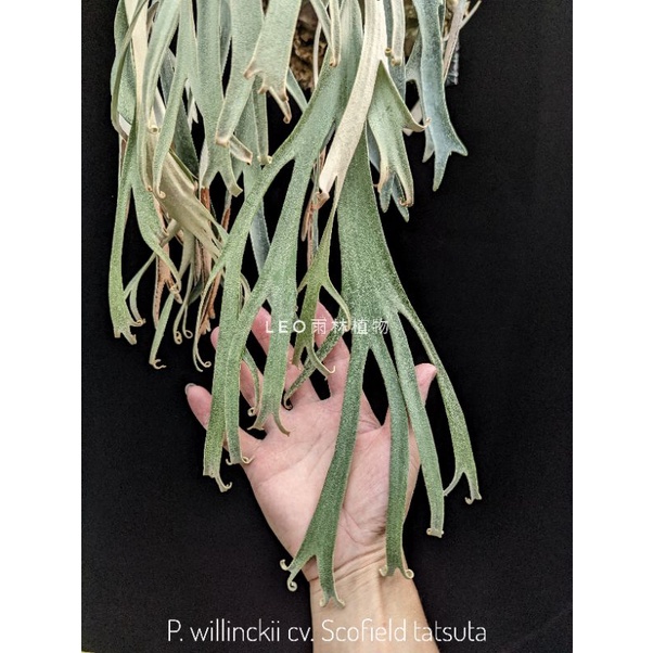P. willinckii cv. Scofield tatsuta 鹿角蕨| 蝦皮購物