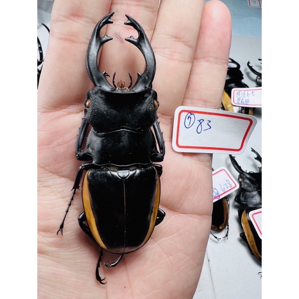 昆蟲標本（死的非活體） Odontolabis cuvera fallaciosa越南紅邊鬼豔
