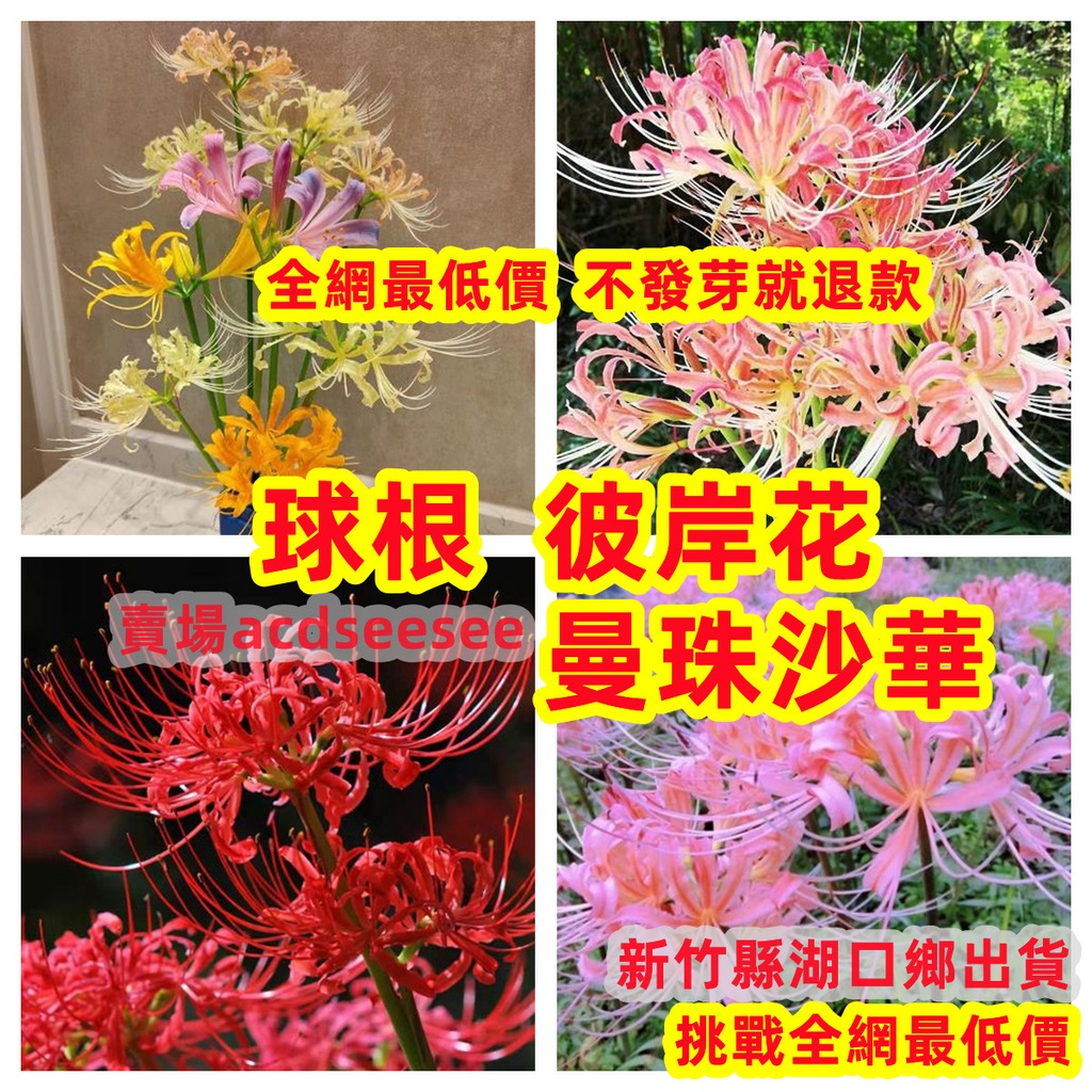 🔥🔥彼岸花種球曼珠沙華球根盆栽石蒜花四季開花室外陽臺庭院易活觀賞