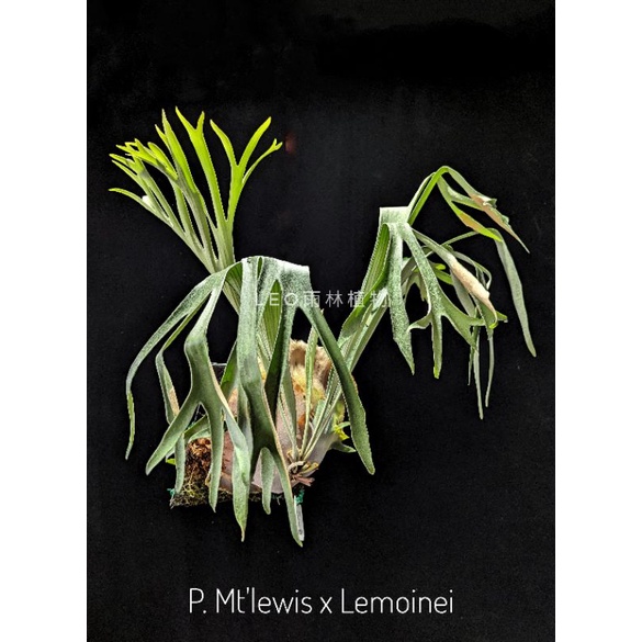 P. Mt'lewis x Lemoinei 鹿角蕨| 蝦皮購物