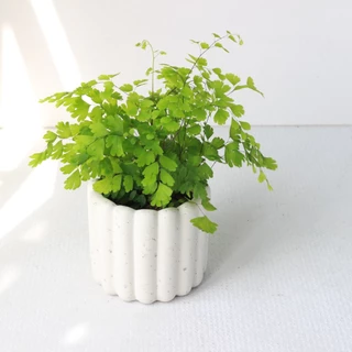 植栽 盆栽 l 鐵線蕨 手指餅乾水泥盆 浪漫系葉片 散光/辦公室盆栽 開幕盆栽 室內盆栽 桌上盆栽 �居家生活