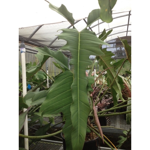 where to purchase succulent plants Bulk Succulent Plants  Watters Garden Center