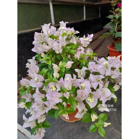 完美新娘 7吋盆