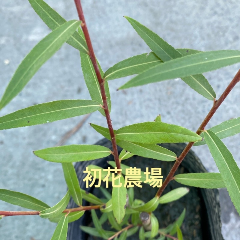 初花農場|柳樹|楊柳樹｜林木植物|4吋盆|全日照｜目前葉子因為冬天不漂亮----定價100特價80 | 蝦皮購物
