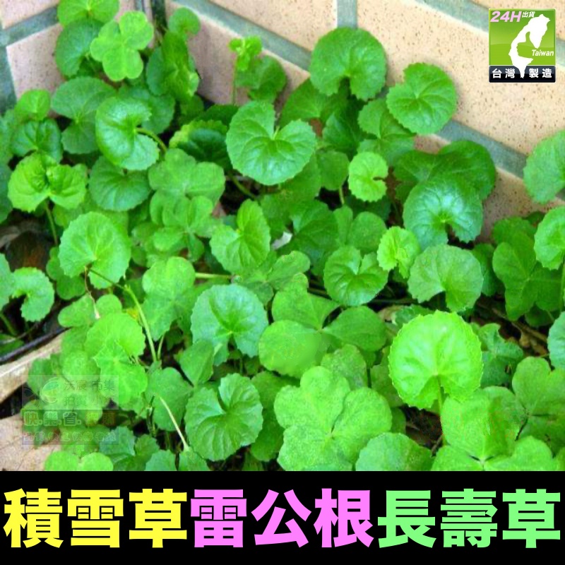 🌿㊣長壽藥草 雷公根 積雪草 養生 種苗 增強體力 精神旺盛 新陳代謝 清涼解渴 退降火氣 口氣芬芳 幫助入睡 可盆栽 | 蝦皮購物