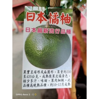 日本橘柚苗特價350元