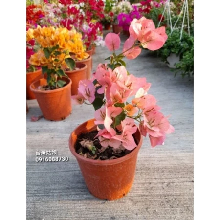 台灣姑娘 5吋盆