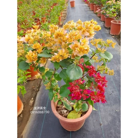 澳洲黃金 7吋盆