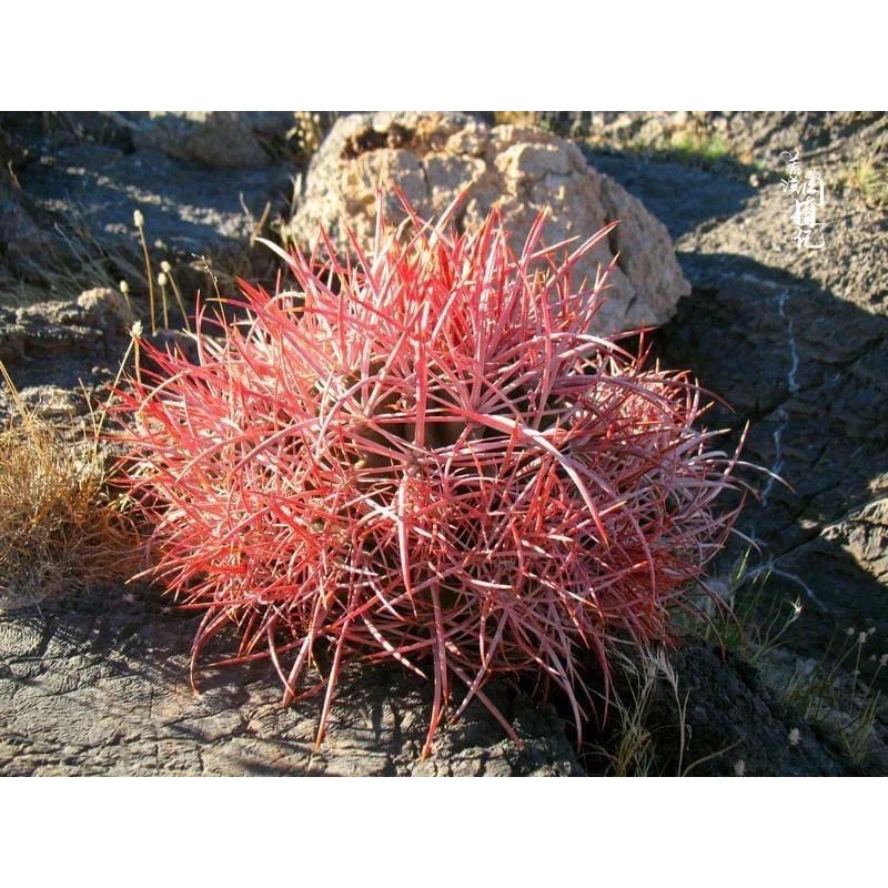 大龍冠Echinocactus polycephalus實生苗