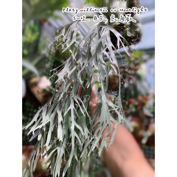 P.willinckii 月光爪哇 | chidori.co