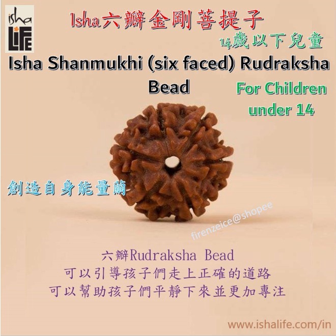 🇮🇳【isha Life】六瓣金剛菩提子(For兒童) Rudraksha Bead(six faced