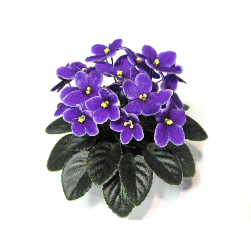 非洲堇 - 非洲紫羅蘭 - Optimara Little Azurite - 非洲菫(葉片) | 蝦皮購物