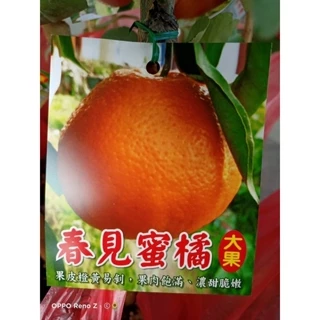 方方園藝春見蜜橘大果苗，日本橘柚苗，4吋特價360元