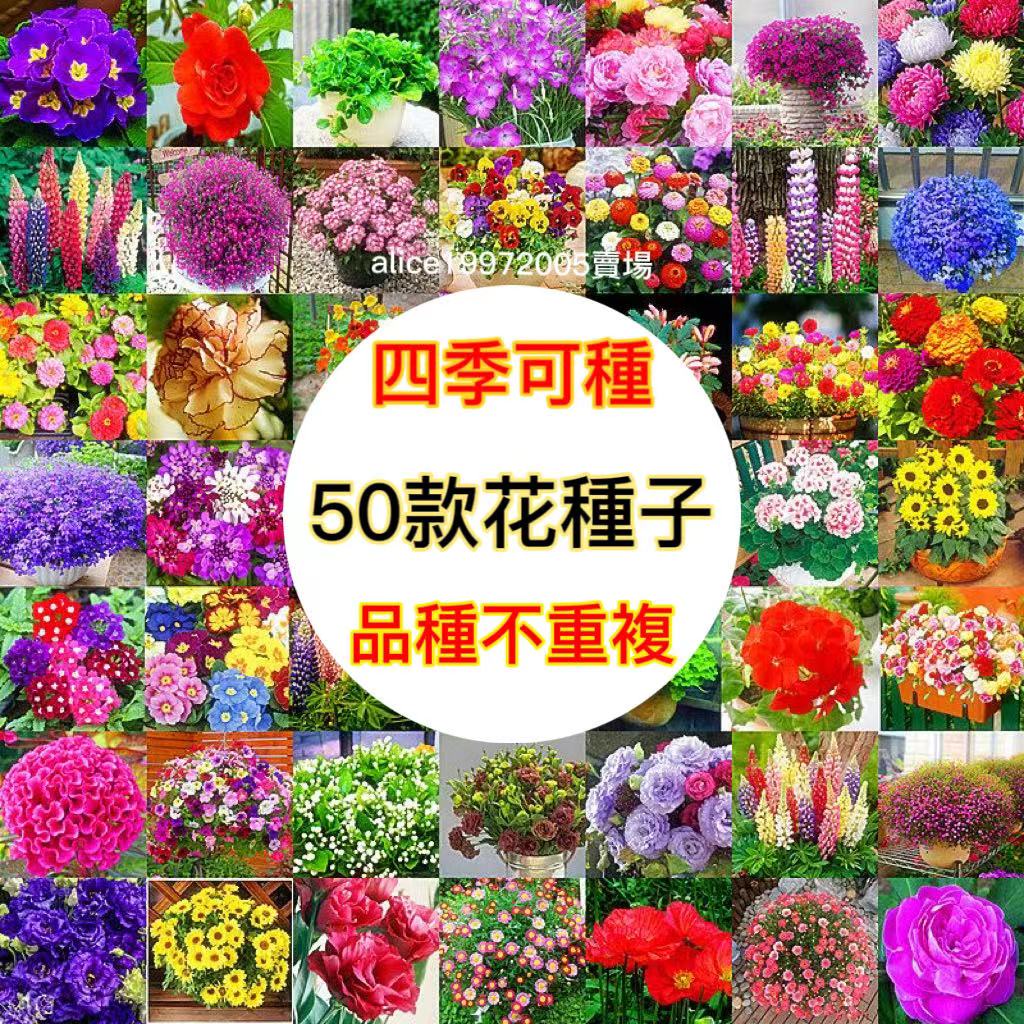 奇想天外 種子 50粒-