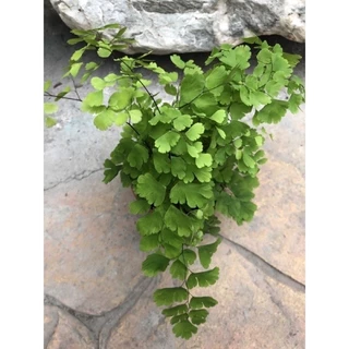 鐵線蕨。空氣淨化植物⋯