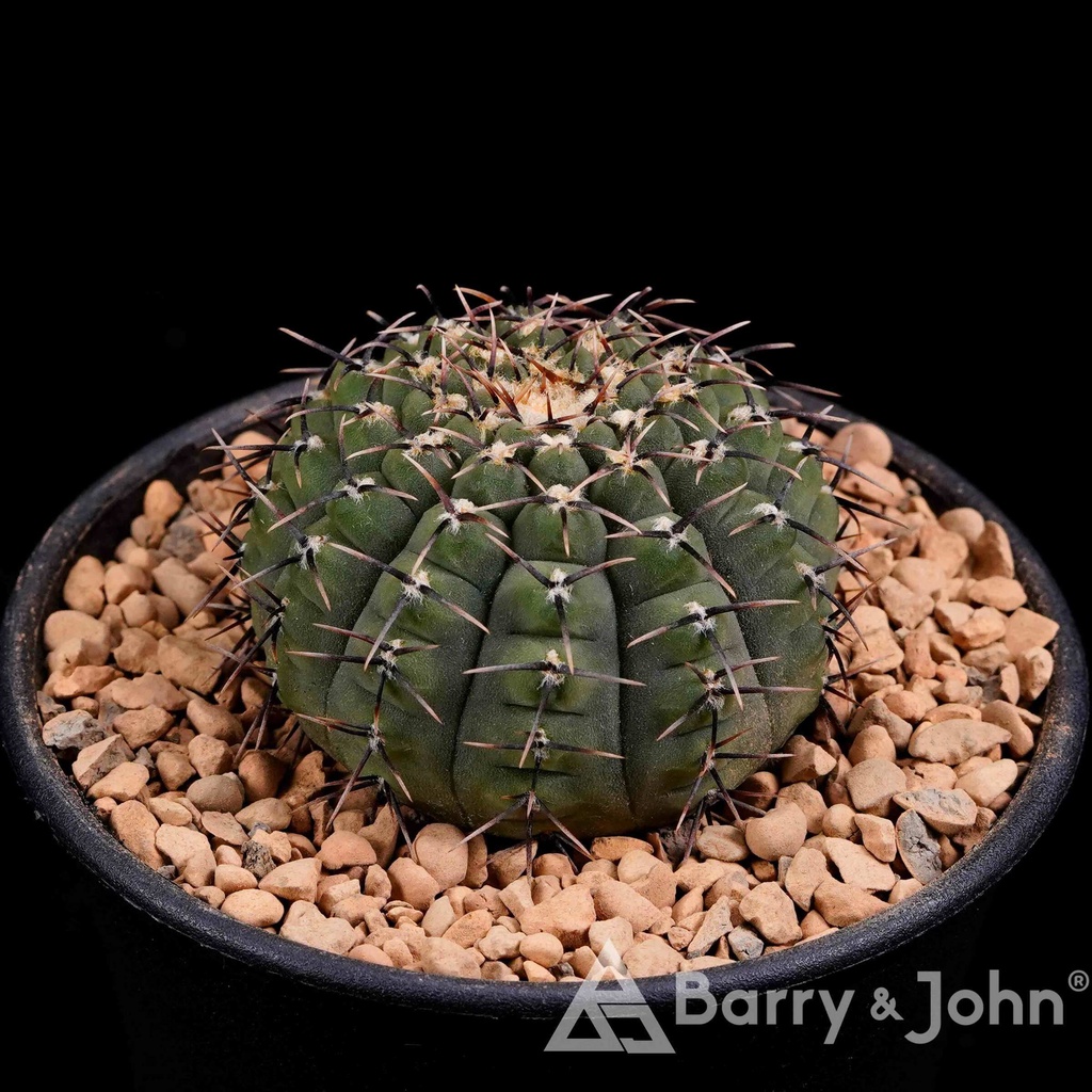 Gymnocalycium Occultum |