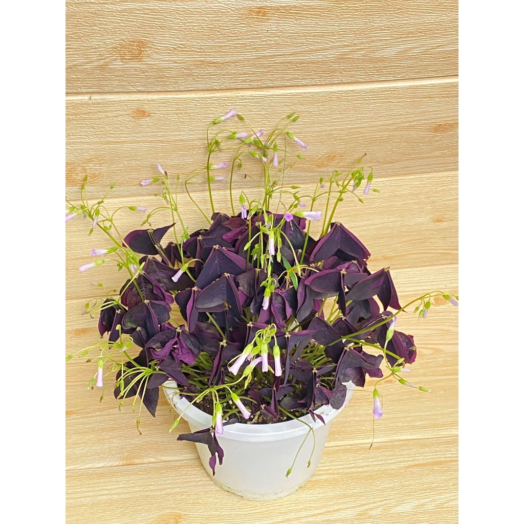 ｛英宏｝ 觀葉植物 紫葉酢醬草6吋 紫色幸運草 晚上葉子會下垂