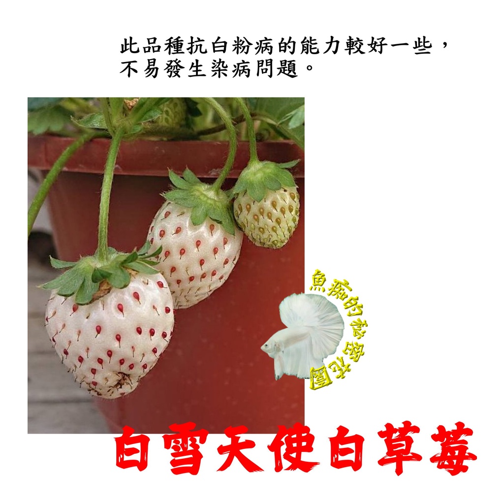 尚未開花. 5寸盆[白雪天使白草莓盆栽日本白草莓盆栽] 新品種草莓苗