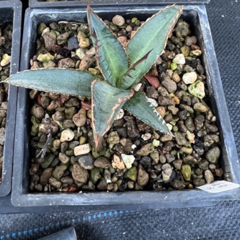 🇹🇼Agave - X.Z.L Plants | Agave titanota hybrid 特選寬短葉
