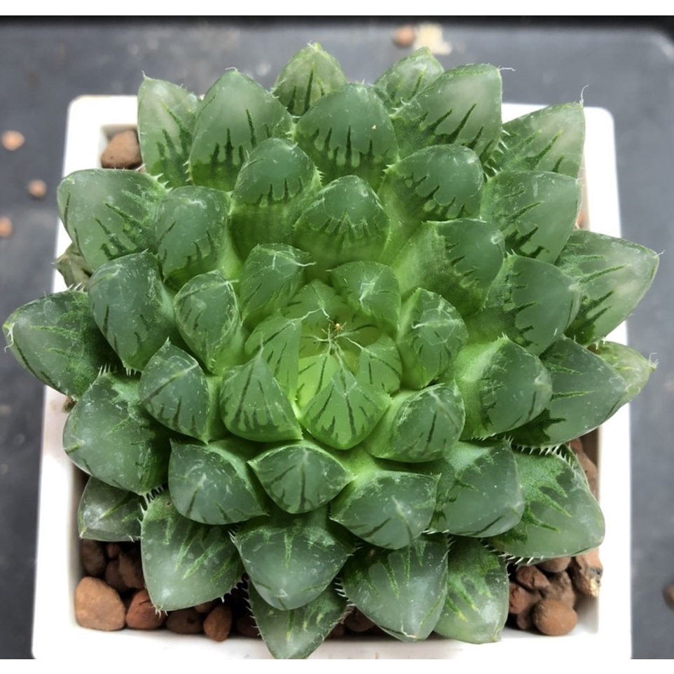 玉石圓多肉植物-玉露實生#110221 | 蝦皮購物