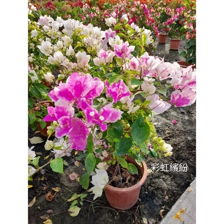 彩虹繽紛 7吋盆