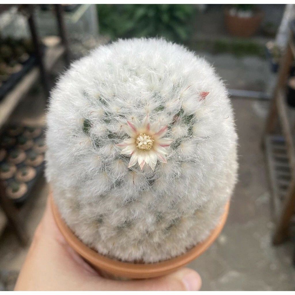 ｜白雲高砂｜種子｜mammillaria Bocasana V Multilanata｜ 蝦皮購物