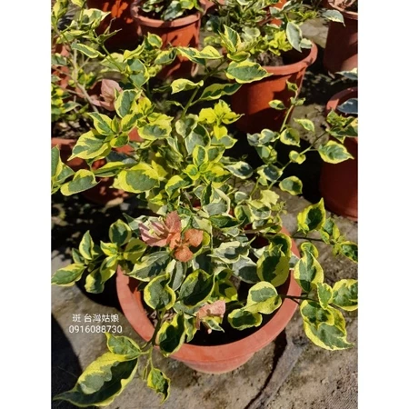斑葉台灣姑娘 7吋盆
