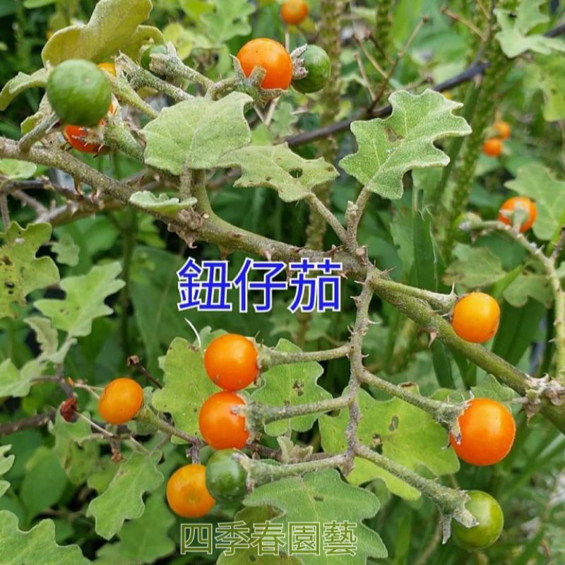 【四季春園藝】正品鈕仔茄 種子 種籽 印度茄 鈕仔茄 | 蝦皮購物