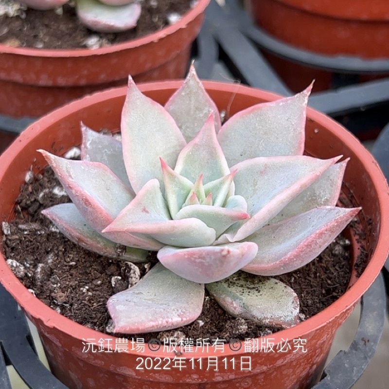 沅鈺農場多肉植物馬迪巴/餃子皮| 蝦皮購物