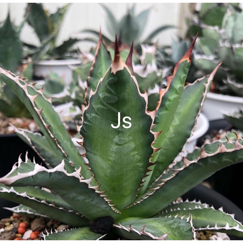 🇹🇼Agave - X.Z.L Plants | Agave titanota hybrid 特選寬短葉