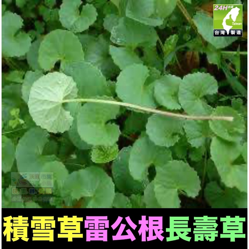 ☘㊣長壽藥草 雷公根 積雪草 養生 種苗 增強體力 精神旺盛 新陳代謝 清涼解渴 退降火氣 口氣芬芳 幫助入睡 可盆栽 | 蝦皮購物