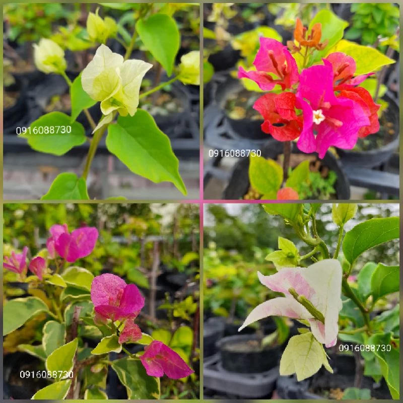 各色九重葛小品 頂上花藝