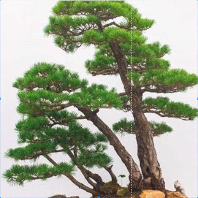 現貨現發日式小庭盆景松樹種子大阪松五葉松那須五葉松多款松樹種子價格