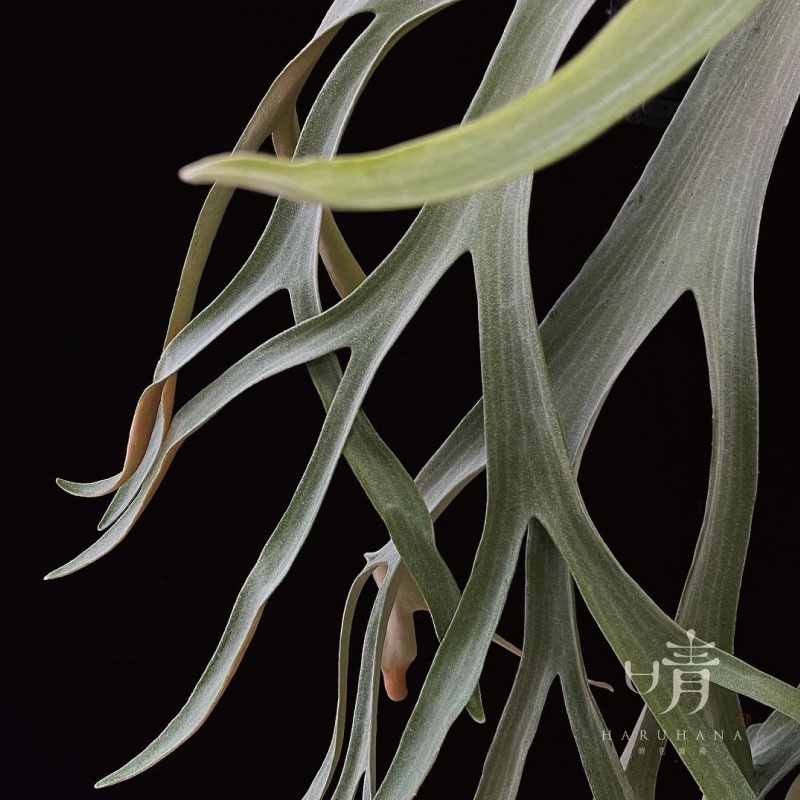 晴花鹿苑》P. willinckii V01 園區精選爪哇| 蝦皮購物 晴花鹿苑》P. willinckii V01 園區精選爪哇| 蝦皮購物